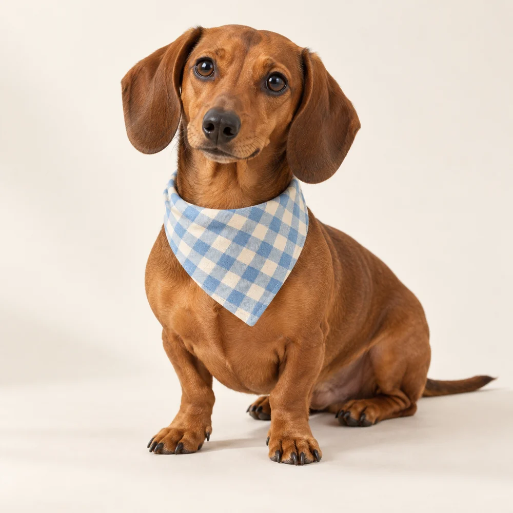 Paw & Loom bandana &mdash; illustrative template image