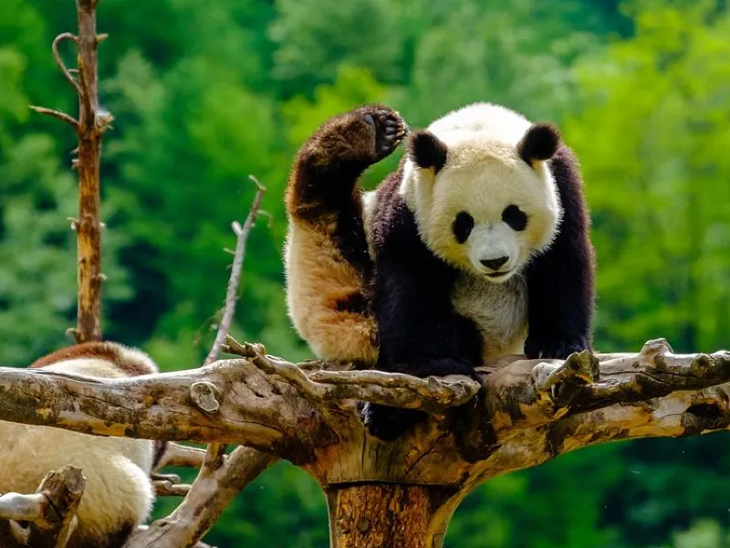 Chengdu