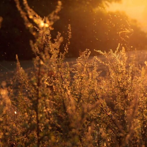Pearl Ceramic Weave
