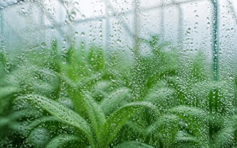 Why Greenhouse Humidity Is About More Than a Percentage